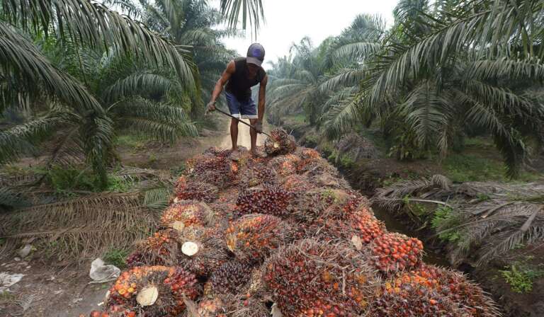 Palm oil production
