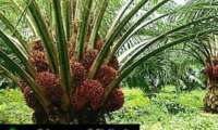 Okoku oil palm 2
